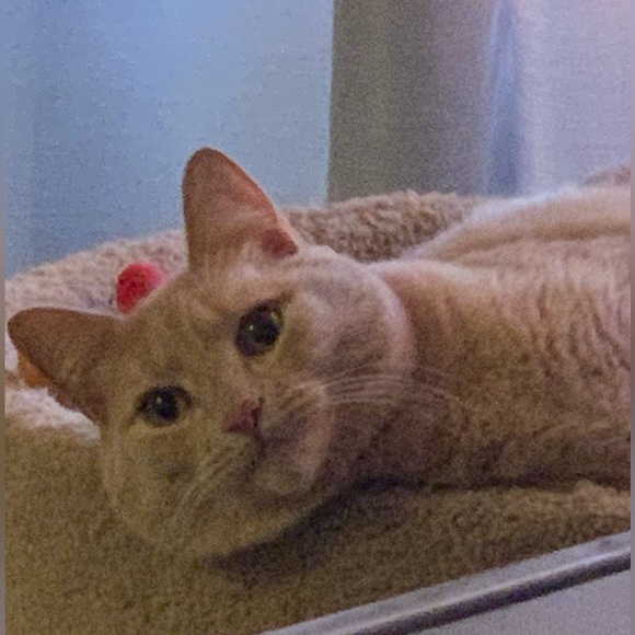 Meet your posher Aurora - Picture 4 of 12